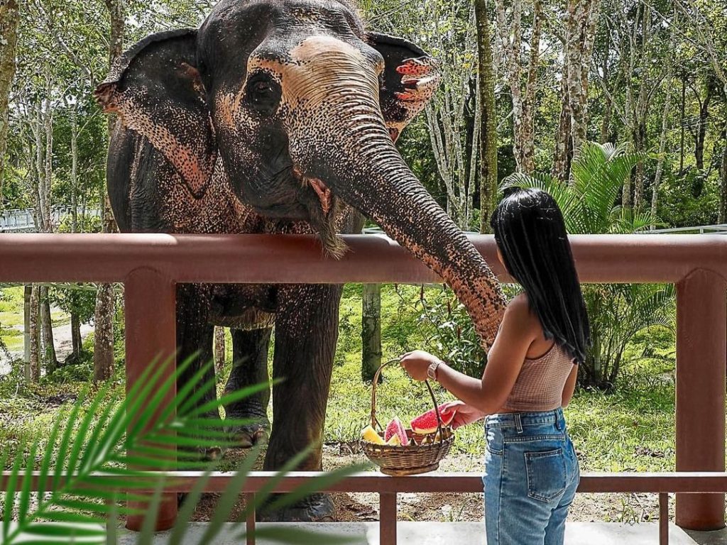 phuket elephant sanctuary